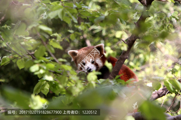 熊貓