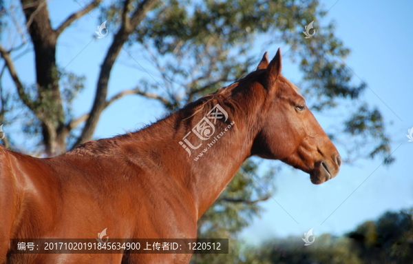 馬的