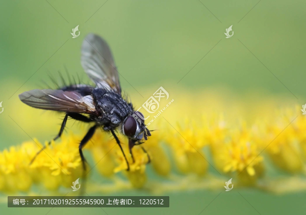 關(guān)格