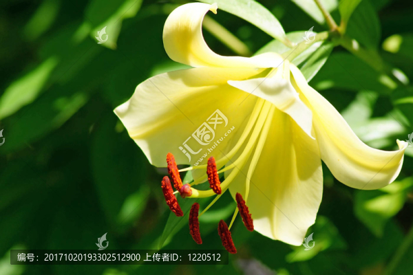 花園