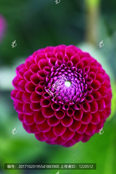 大麗花大麗花擔(dān)擔(dān)