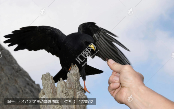 bergdohle,feeding