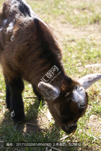 飼料