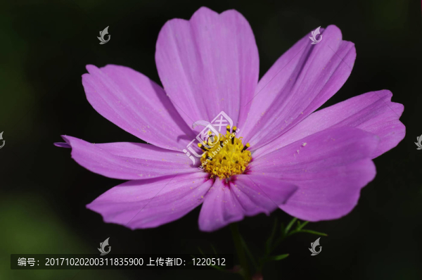 大波斯菊、波斯菊、大波斯菊