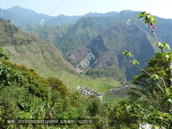 水稻梯田