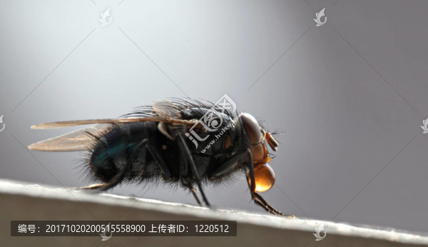 琥珀滴