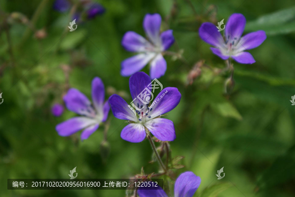 老鸛草