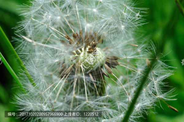 蒲公英