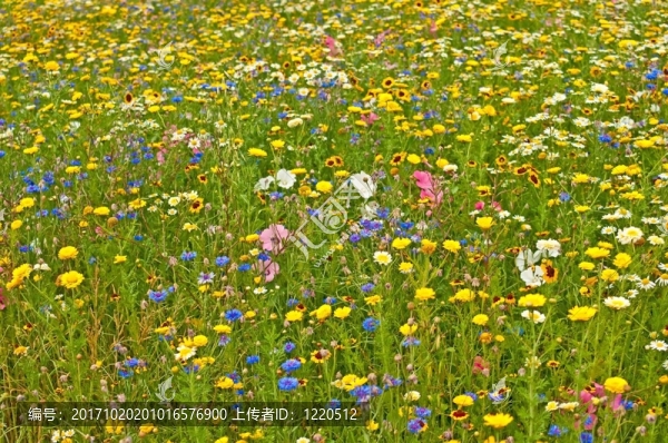 開花