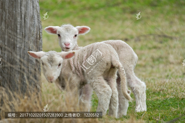 動物
