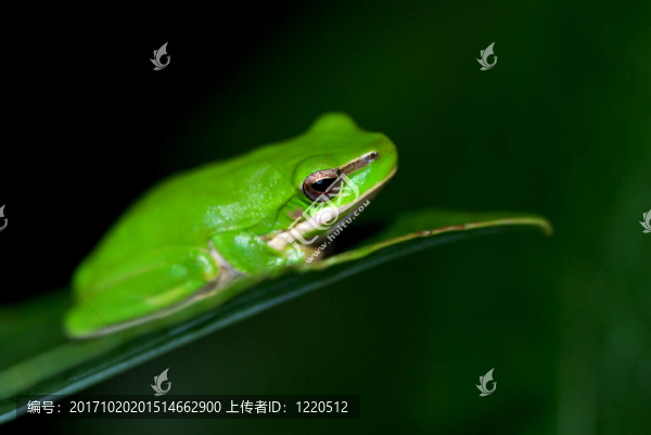 葉