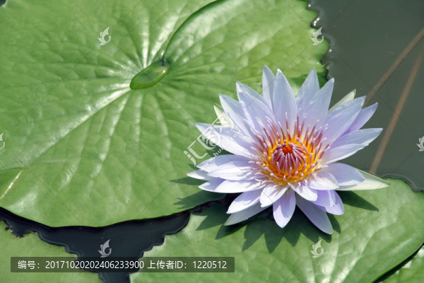 花卉