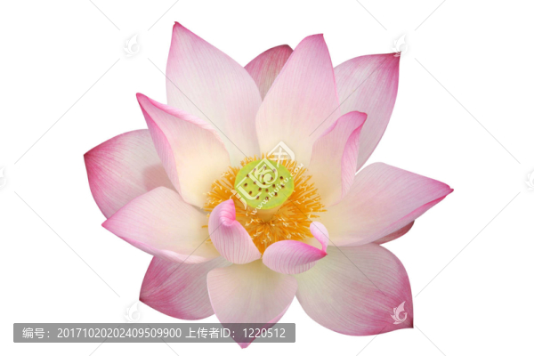 孤立的