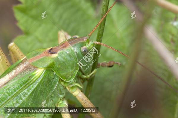 綠色布什板球-,tettigonia,viridissima