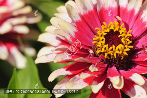 花4