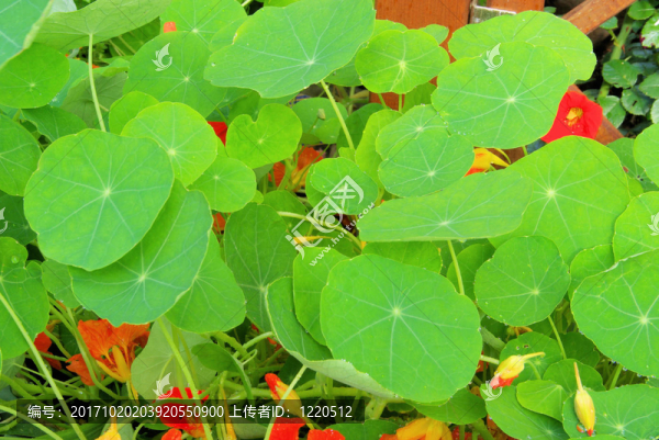 旱金蓮-金蓮花02