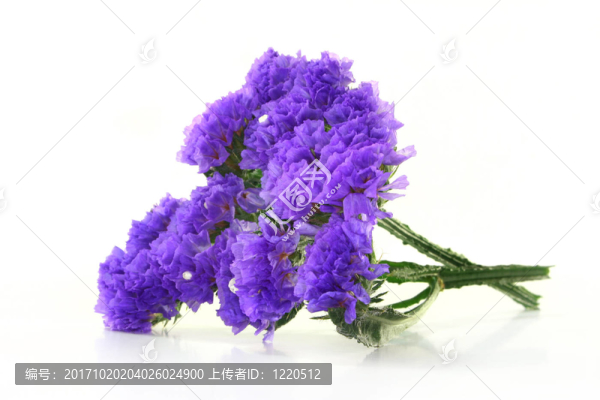 海灘上的紫丁香