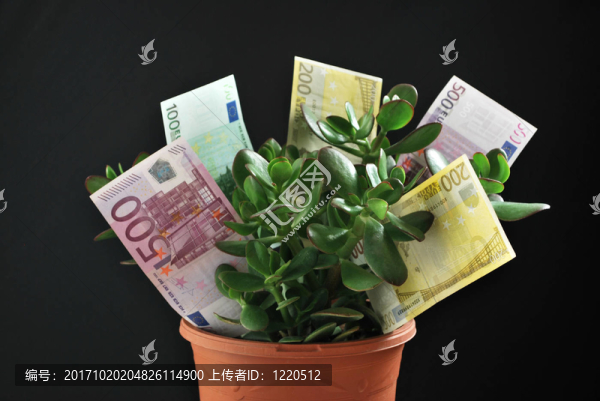 帶鈔票的貨幣樹