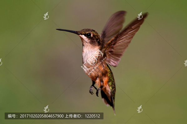 鳥