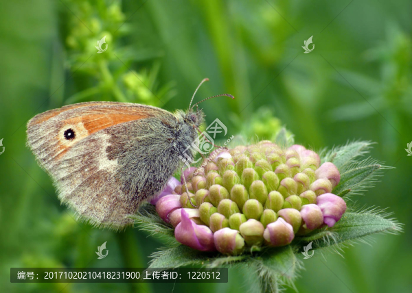 蝴蝶