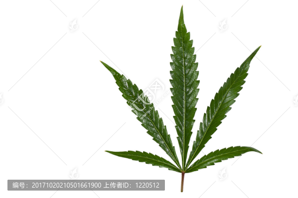 免除大麻葉