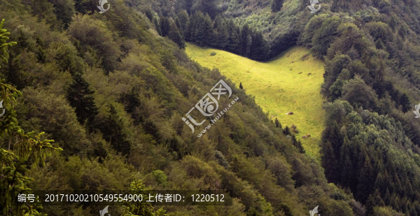 愛之島