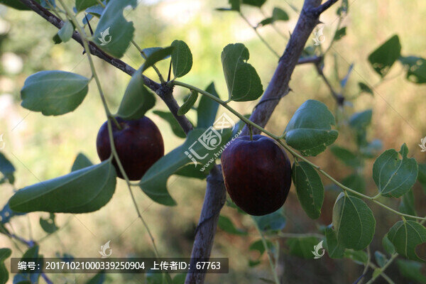 枝頭紅棗