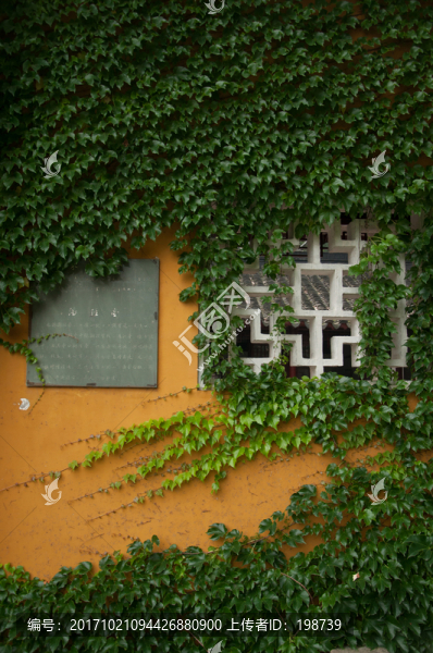 爬山虎墻