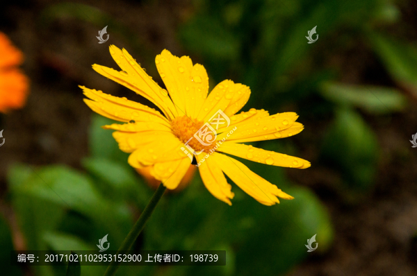 菊花