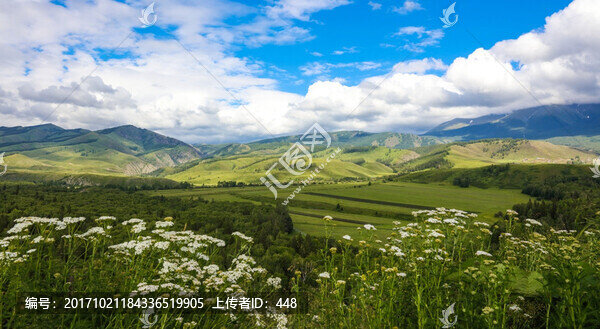 新疆旅游,高原草原,森林植被