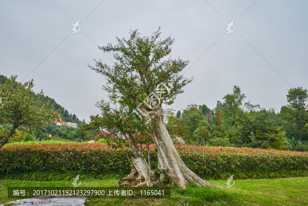 古樹(shù)樁