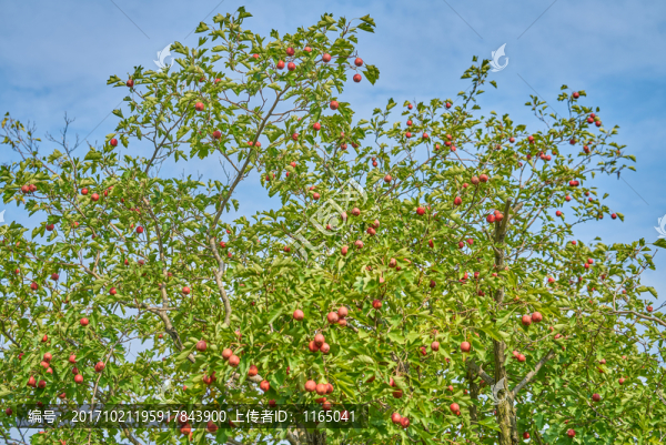 高清,山楂,山楂樹