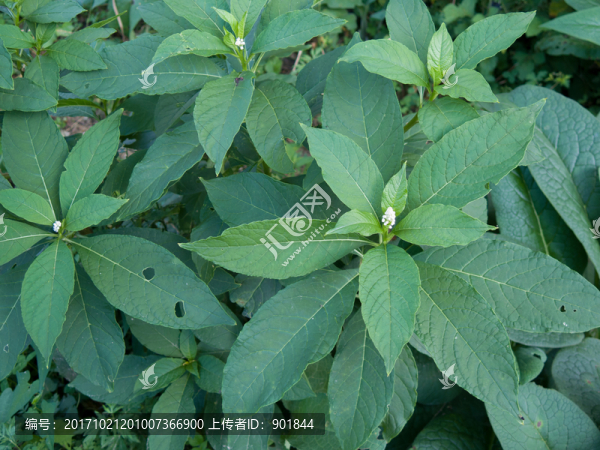 多雄蕊商陸