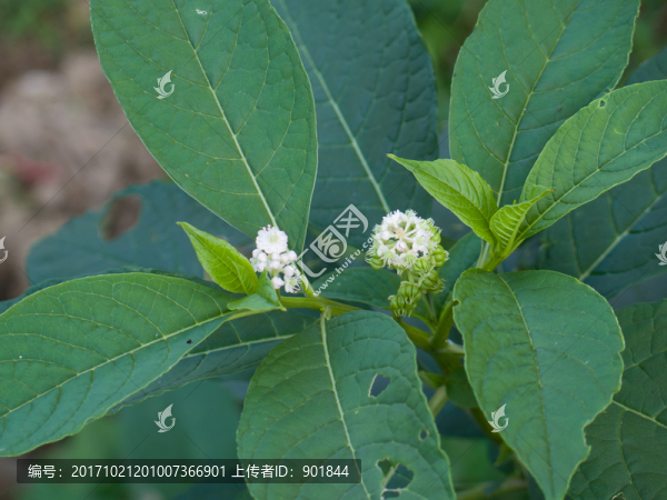 多雄蕊商陸