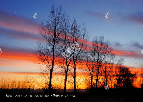 黃昏樹影,夕陽樹影