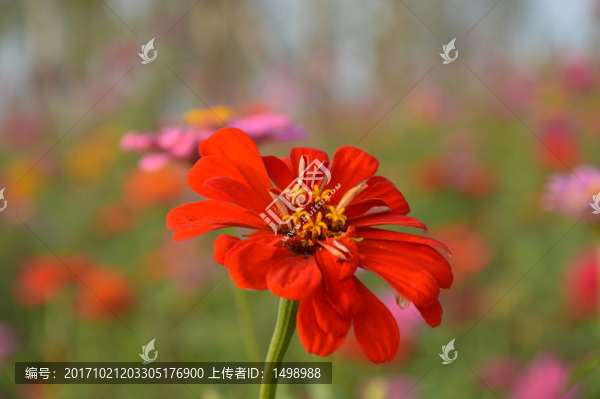 花海