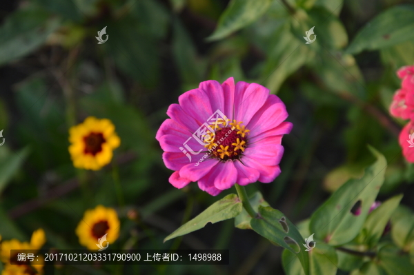 花海