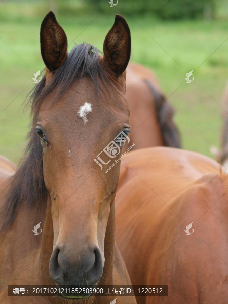 馬