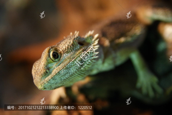 bartagame