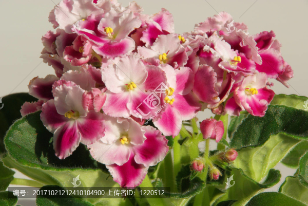 花卉