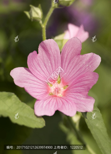 花園
