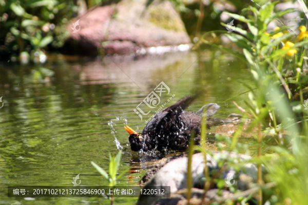 鳥兒沐浴在池塘