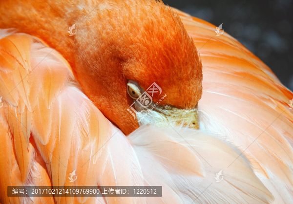 鳥
