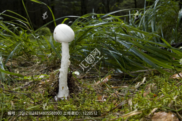 spitzhtige,knollenbltterpilz