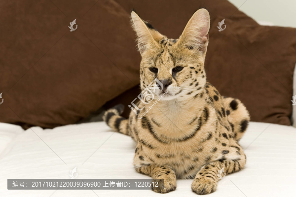 藪貓