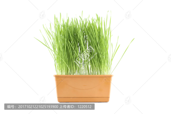 綠色的草。