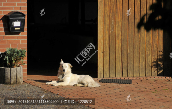 看門狗