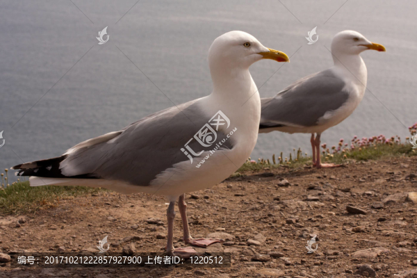 海鷗在大西洋