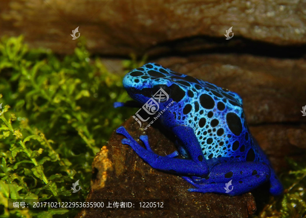 藍(lán)毒鏢蛙