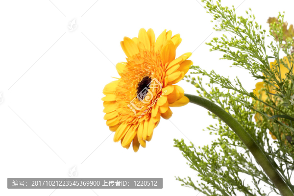 美麗的